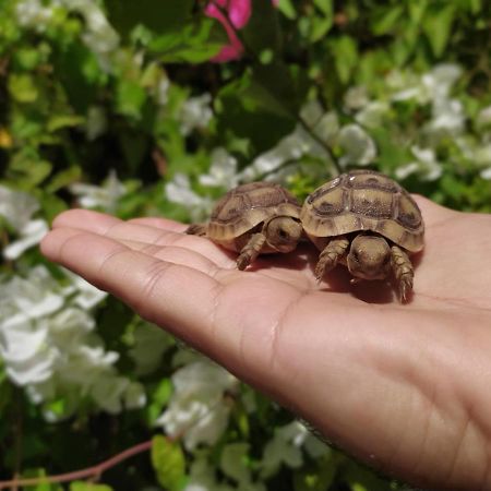 Lotus Turtle Garden Eilat Apartment Ngoại thất bức ảnh