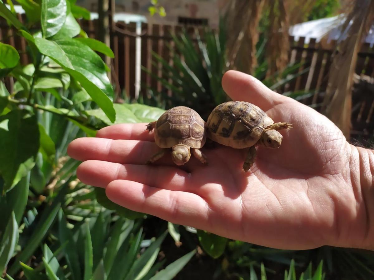 Lotus Turtle Garden Eilat Apartment Ngoại thất bức ảnh