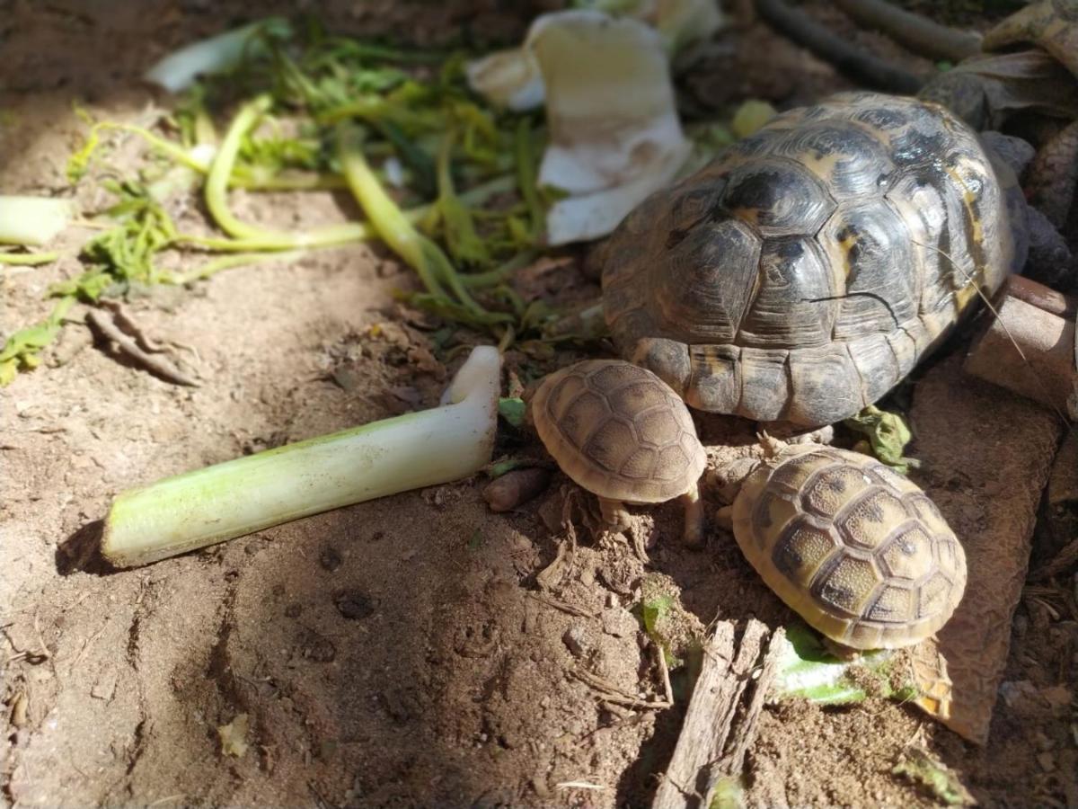 Lotus Turtle Garden Eilat Apartment Ngoại thất bức ảnh