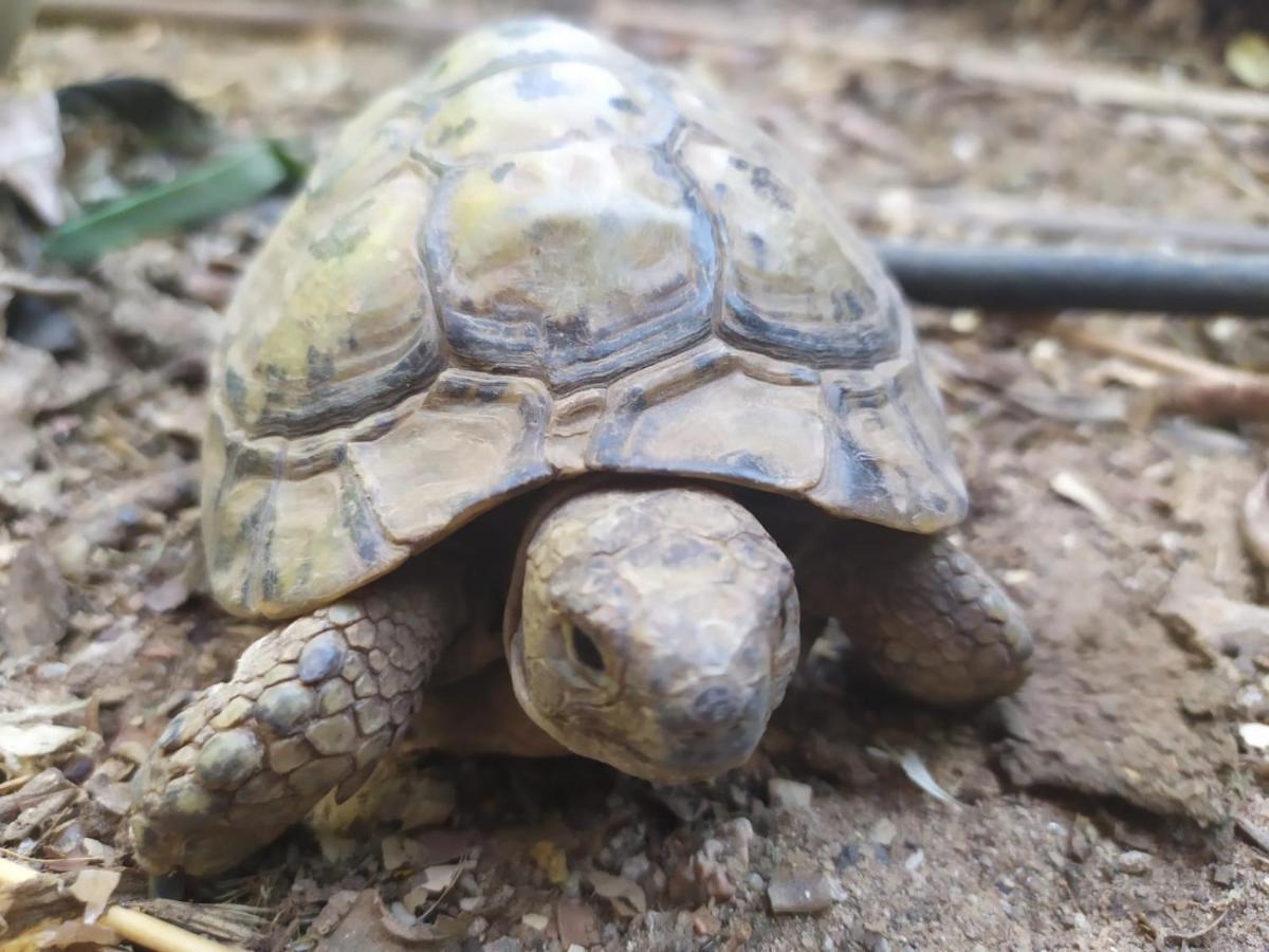 Lotus Turtle Garden Eilat Apartment Ngoại thất bức ảnh