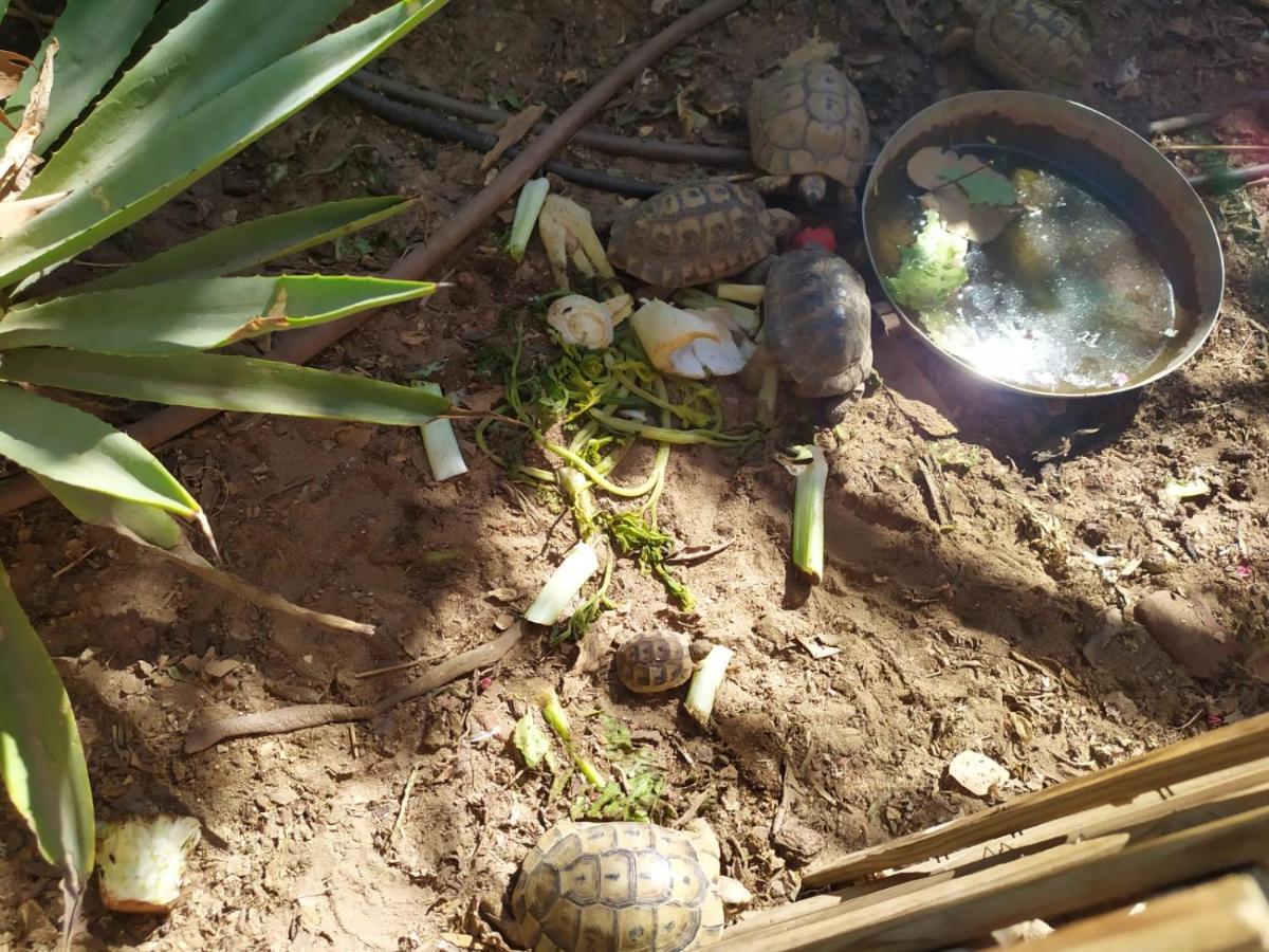 Lotus Turtle Garden Eilat Apartment Ngoại thất bức ảnh
