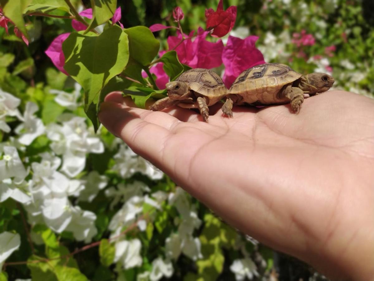 Lotus Turtle Garden Eilat Apartment Ngoại thất bức ảnh